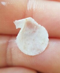 Talochlamys multistriata