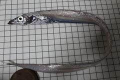 Lepidopus caudatus