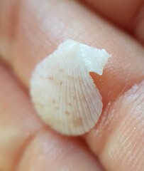 Talochlamys multistriata