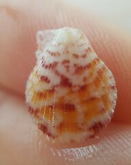 Talochlamys