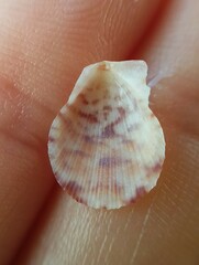Talochlamys