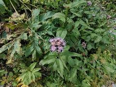 Saussurea parviflora