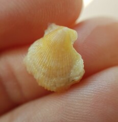Talochlamys pusio