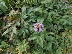 Saussurea parviflora