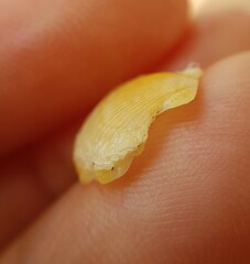 Talochlamys pusio