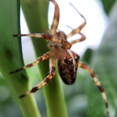 Araneus diadematus