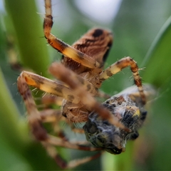 Araneus diadematus