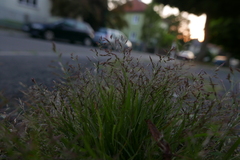 Eragrostis multicaulis