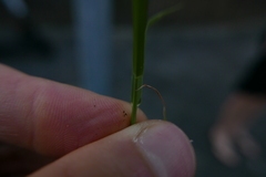 Eragrostis multicaulis