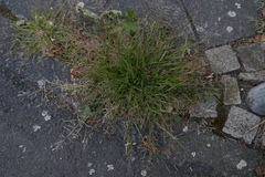 Eragrostis multicaulis