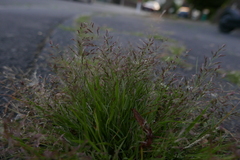 Eragrostis multicaulis