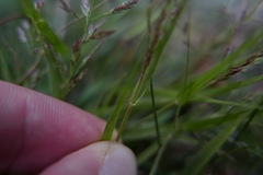Eragrostis multicaulis