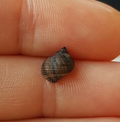 Tectarius striatus