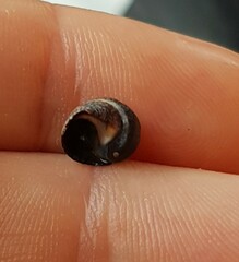 Tectarius striatus