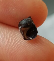 Tectarius striatus