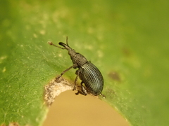 Ceratapion onopordi