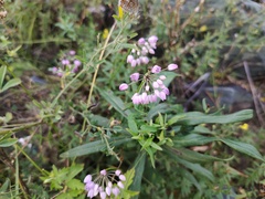 Allium rubens