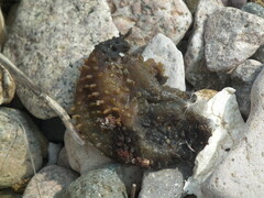Apostichopus japonicus