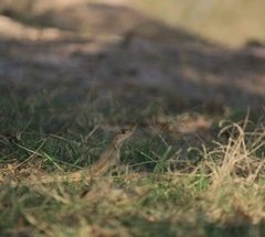 Leiolepis rubritaeniata