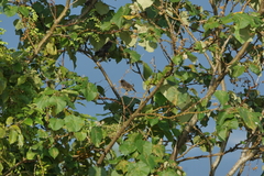 Acridotheres cinereus