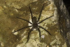 Heteropoda variegata