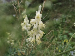 Aconitum barbatum