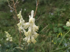 Aconitum barbatum