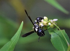 Zethus spinipes variegatus