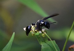 Zethus spinipes variegatus