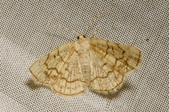 Stegania dilectaria