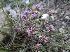Ziziphora clinopodioides