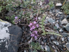 Ziziphora clinopodioides