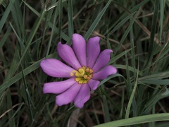 Sabatia dodecandra