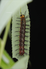Cupha erymanthis