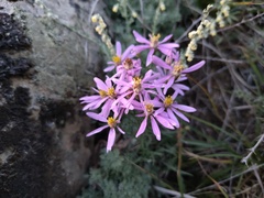 Galatella angustissima