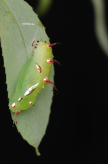 Cupha erymanthis