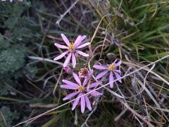 Galatella angustissima
