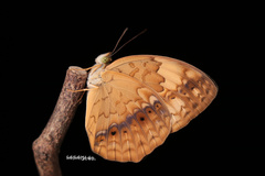 Cupha erymanthis