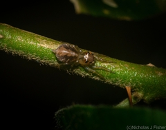 Prostheclina pallida