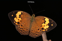 Cupha erymanthis