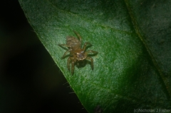 Prostheclina pallida