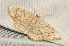 Stegania dilectaria