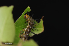 Cupha erymanthis