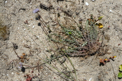 Jasione maritima