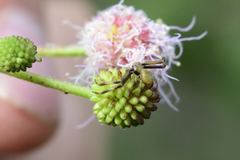 Misumenoides