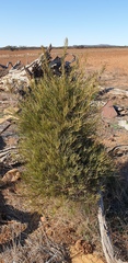 Acacia rigens
