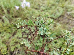 Spiraea hypericifolia