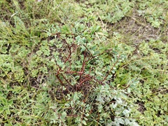 Spiraea hypericifolia