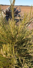 Acacia rigens