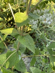 Eupatorium cordigerum